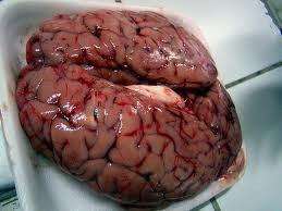 Cerebro de vaca - imagen No. 1