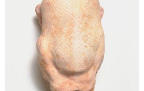Pato