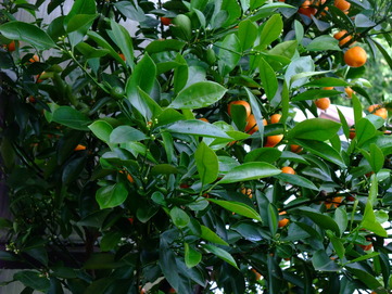 Mandarina - imagen No. 1