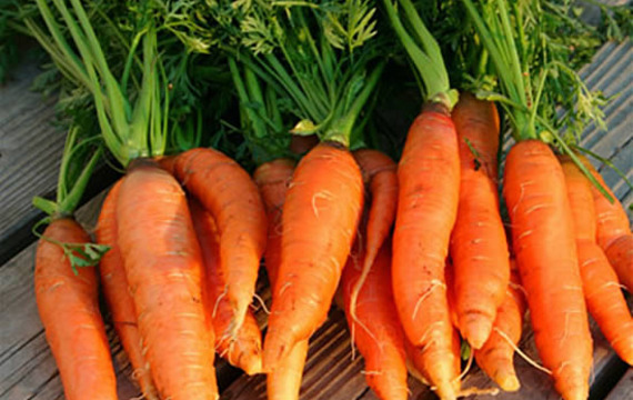 ¿Cómo conservar las zanahorias?