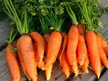 ¿Cómo conservar las zanahorias? - imagen No. 1