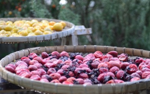 Frutos secos: ¿Tienes exceso de fruta? ¡Hemos preparado instrucciones para usted sobre cómo procesarlo rápidamente y fácilmente!