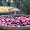 Frutos secos: ¿Tienes exceso de fruta? ¡Hemos preparado instrucciones para usted sobre cómo procesarlo rápidamente y fácilmente!