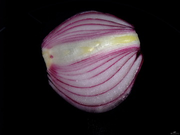 Cebolla morada - imagen No. 1